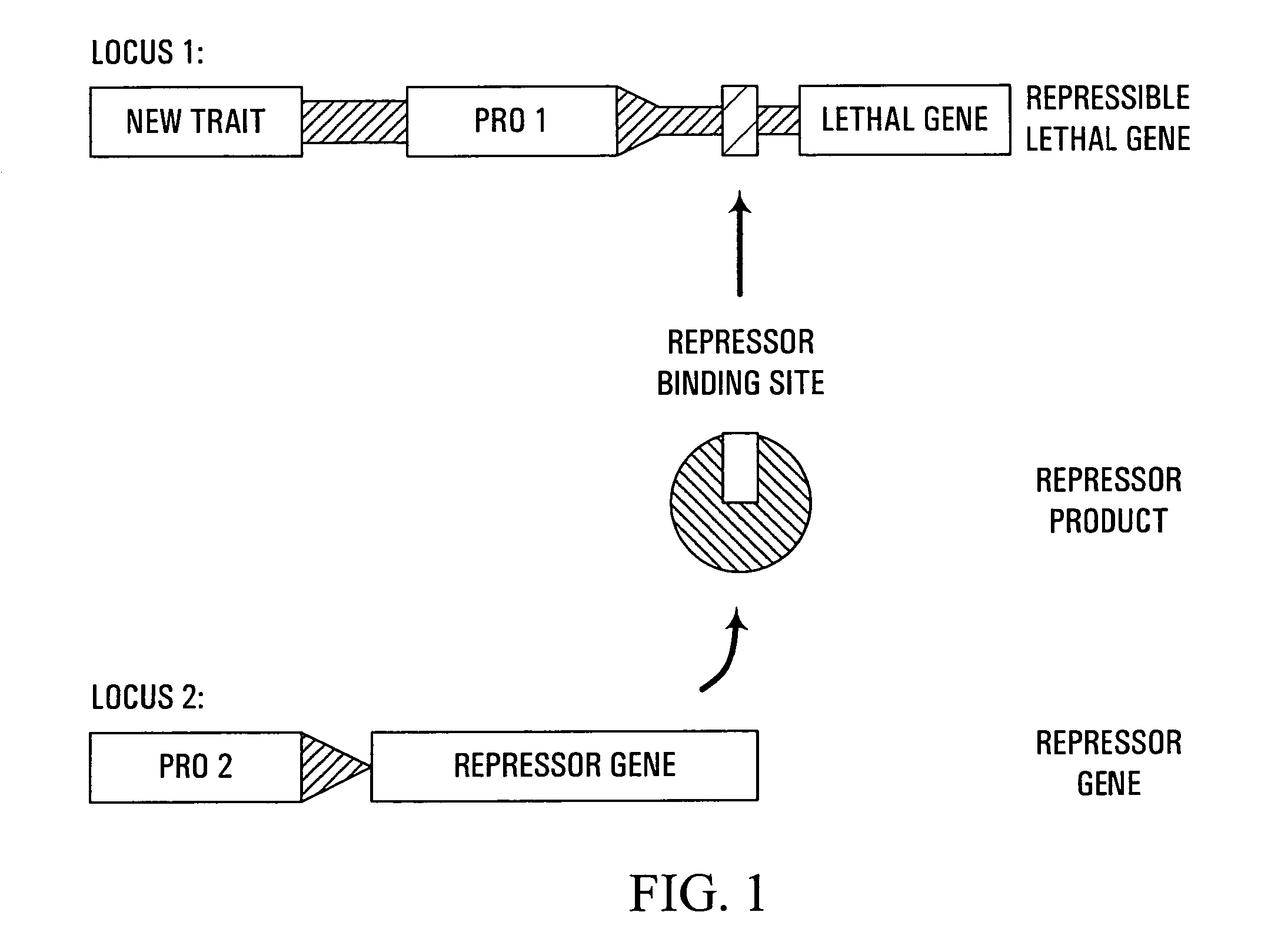 Methods and genetic compositions to limit outcrossing and undesired gene flow in crop plants