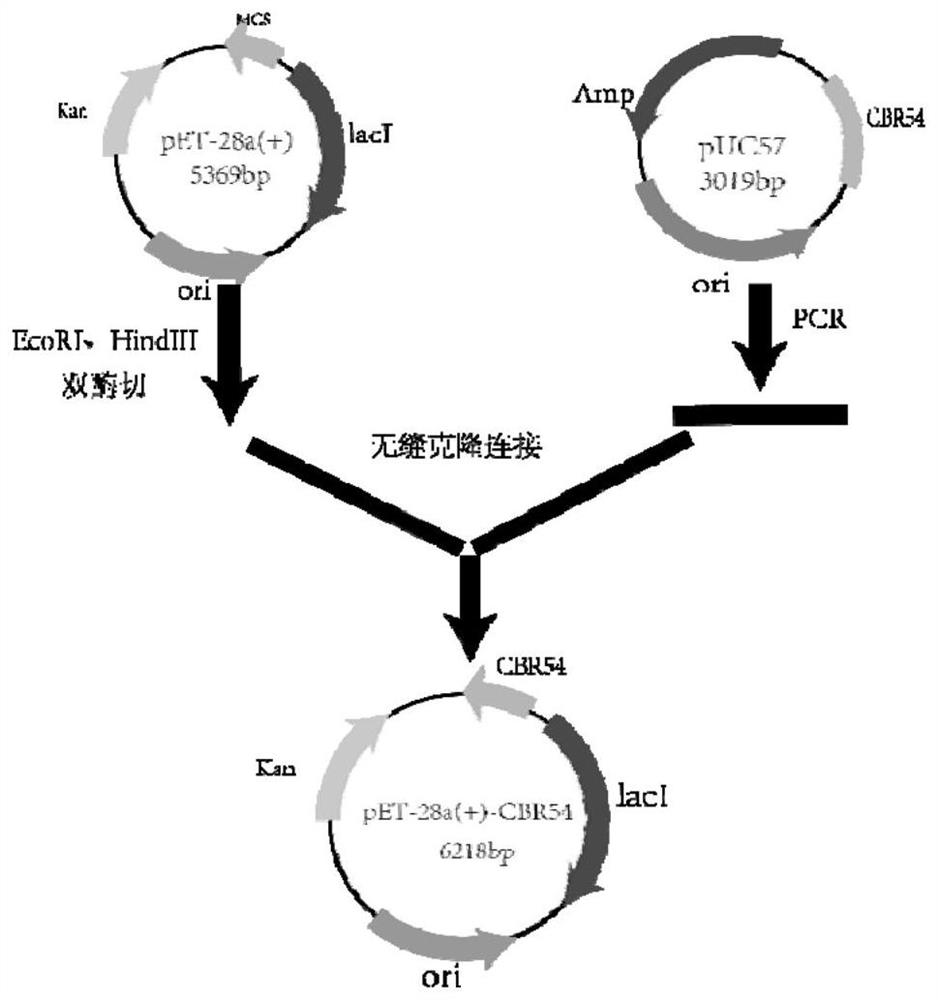 Method for preparing calcipotriol key chiral intermediate based on short-chain carbonyl reductase