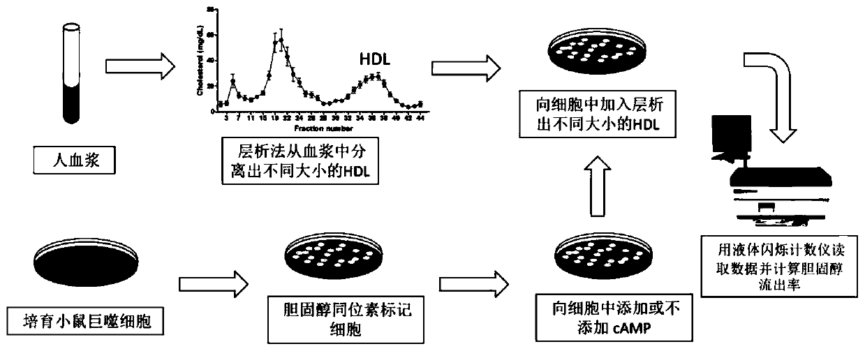 Method for analyzing cholesterol outflow capacity promoted by HDL of different sizes, and application
