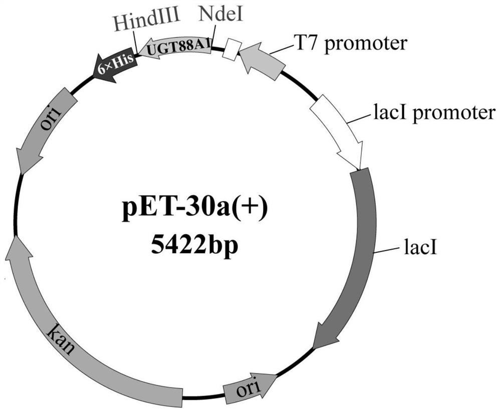 Grifola frondosa UDP glucosyltransferase as well as coding gene and application thereof