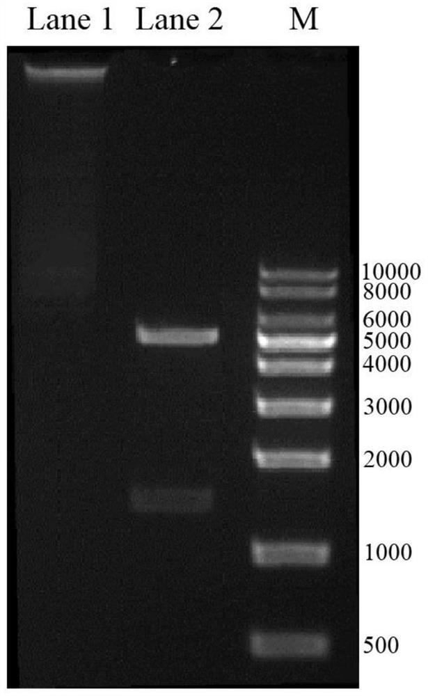 Grifola frondosa UDP glucosyltransferase as well as coding gene and application thereof