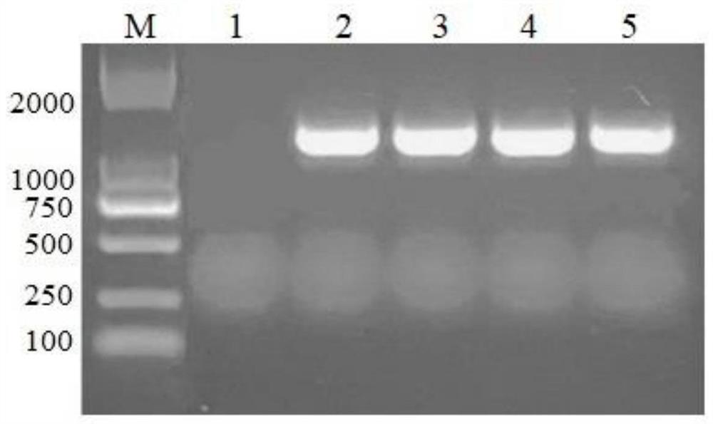 Grifola frondosa UDP glucosyltransferase as well as coding gene and application thereof