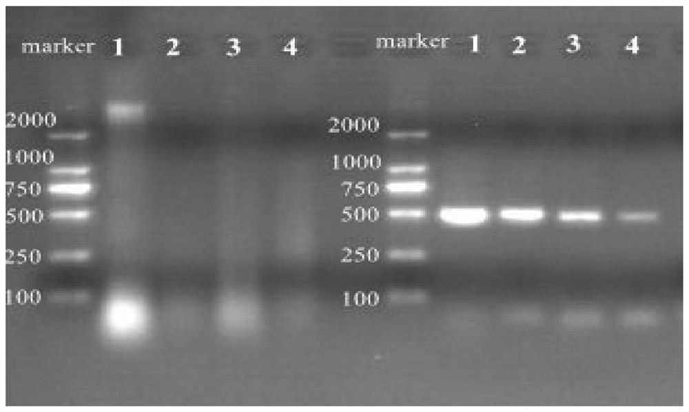 A method for extracting high-quality dna from agarwood