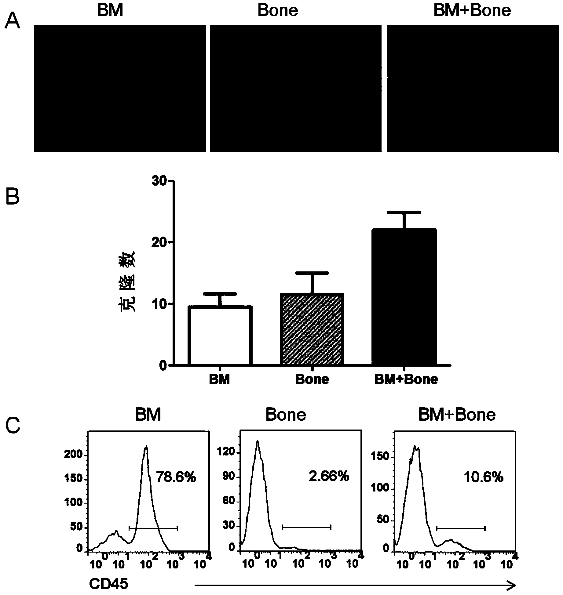 Method for separating and culturing animal bone marrow mesenchymal stem cell