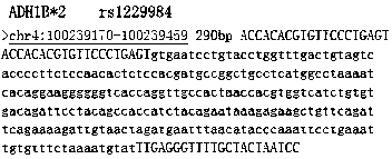 Primer and method for detecting ADH1B gene*2 polymorphism