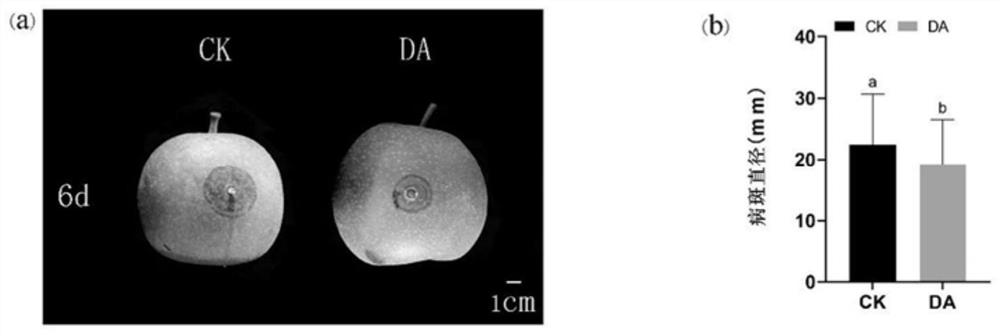 Method for preventing and controlling pear ring spot by using dopamine