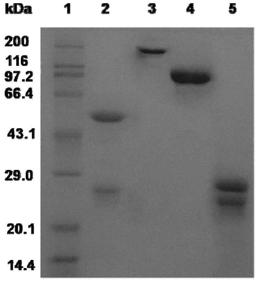 A kind of antibody conjugate drug and its preparation method and application