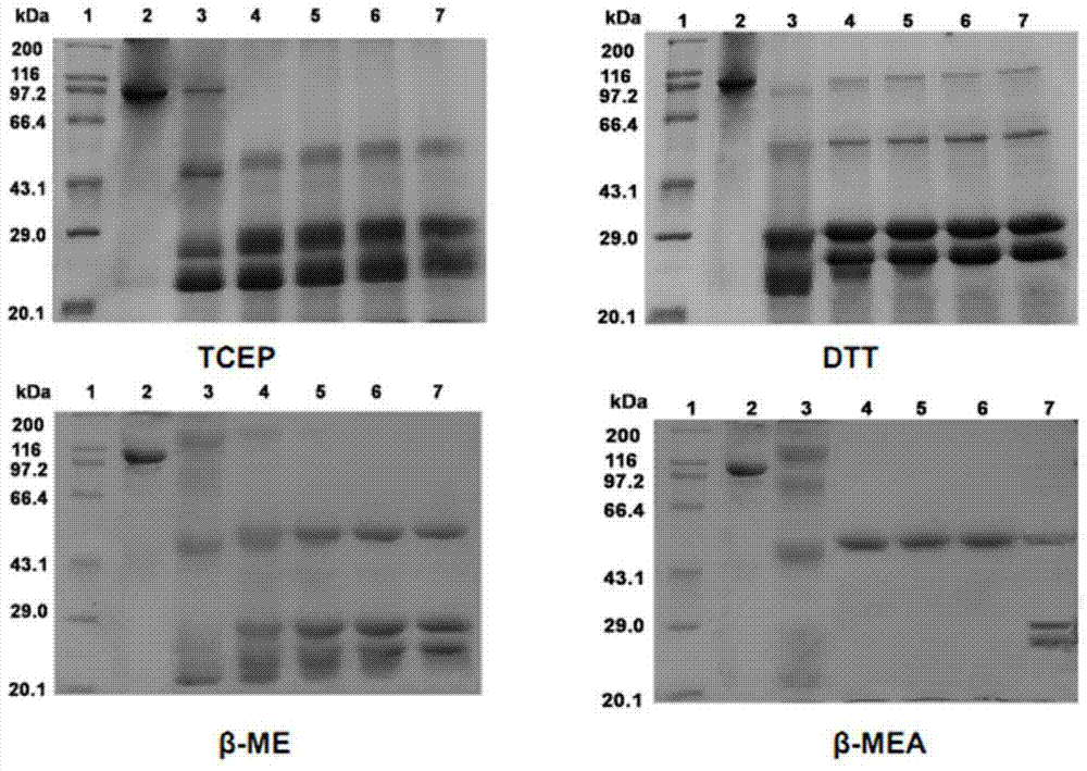 A kind of antibody conjugate drug and its preparation method and application