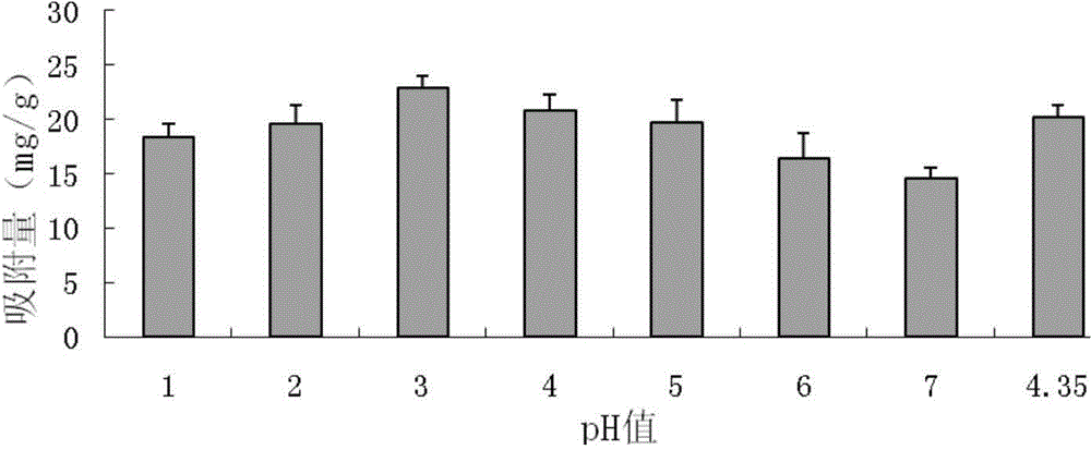 Purifying method for chicoric acid in echinacea purpurea