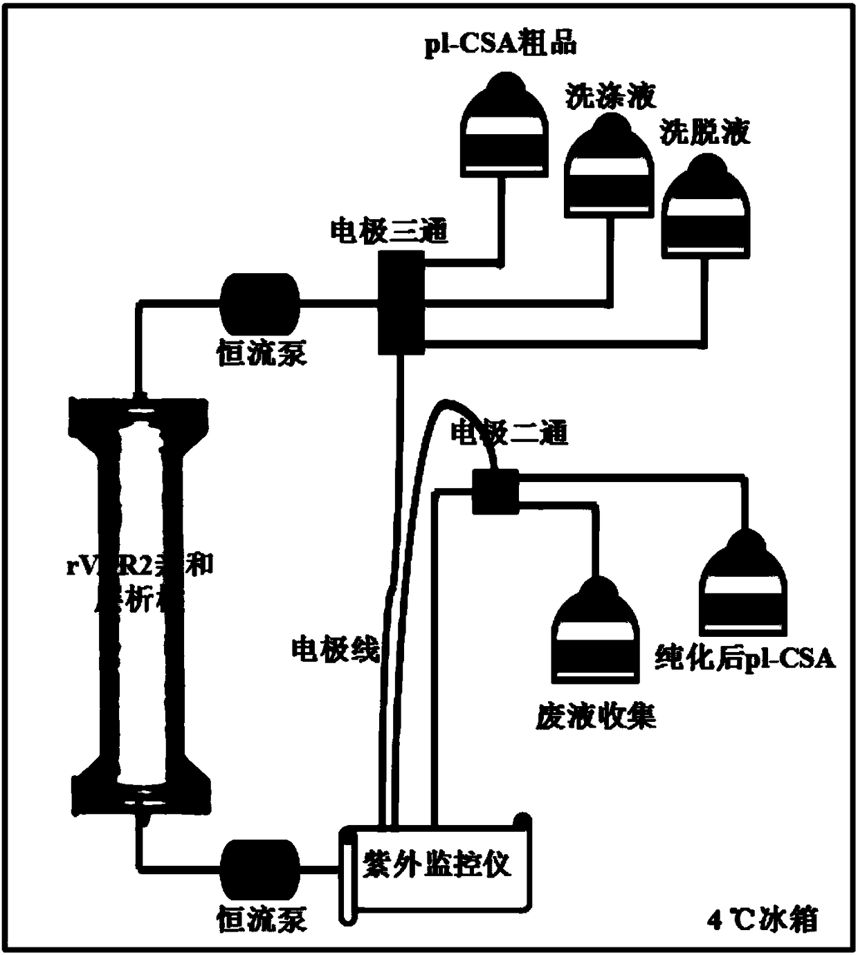 Affinity chromatography purification method of placenta sample chondroitin sulfate A or derivative thereof