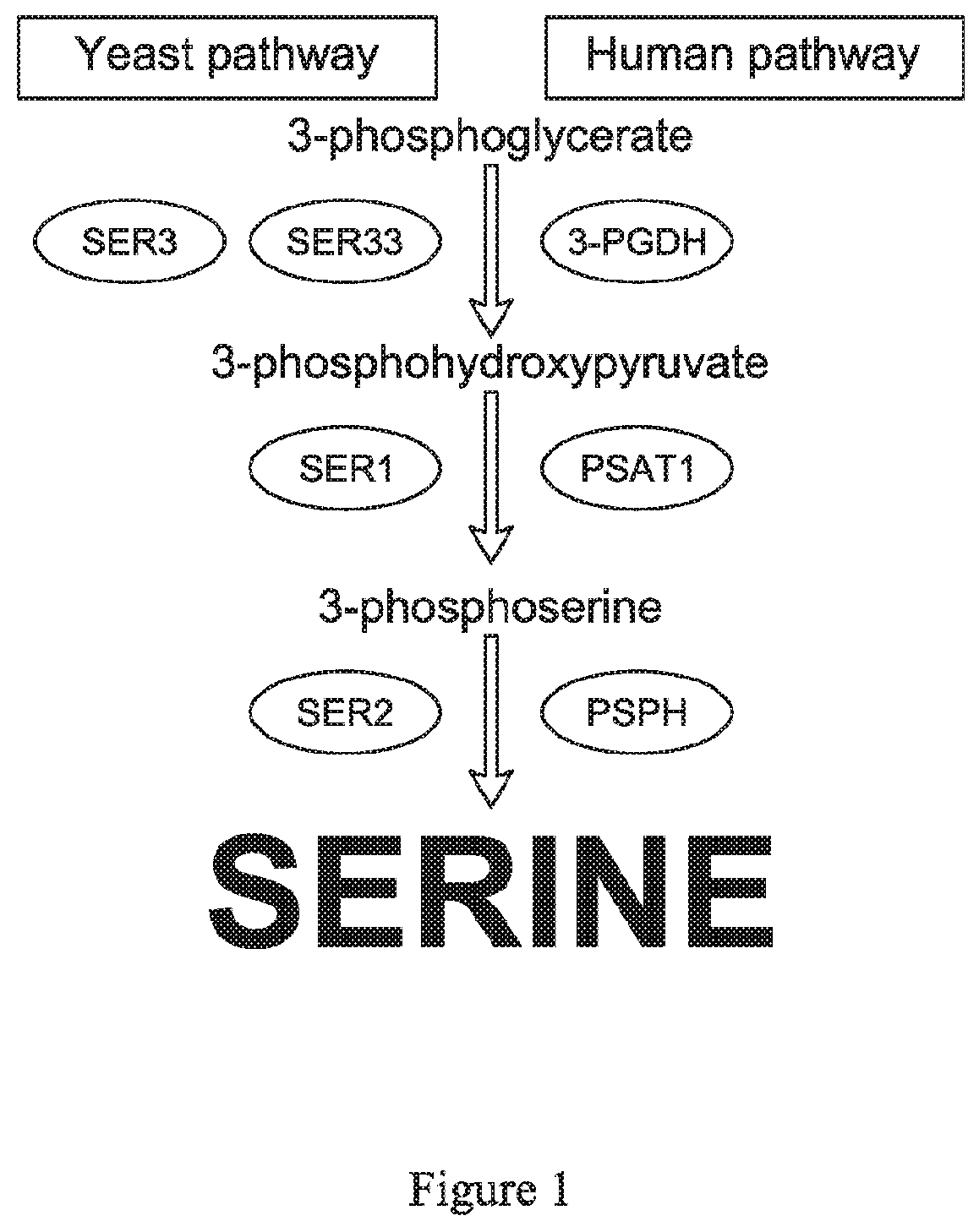 Methods of detecting amino acid deficiencies