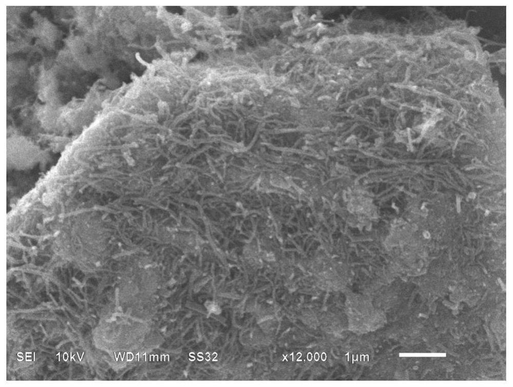 A kind of cobalt nitrogen co-doped fish scale biochar catalyst and its preparation method and application