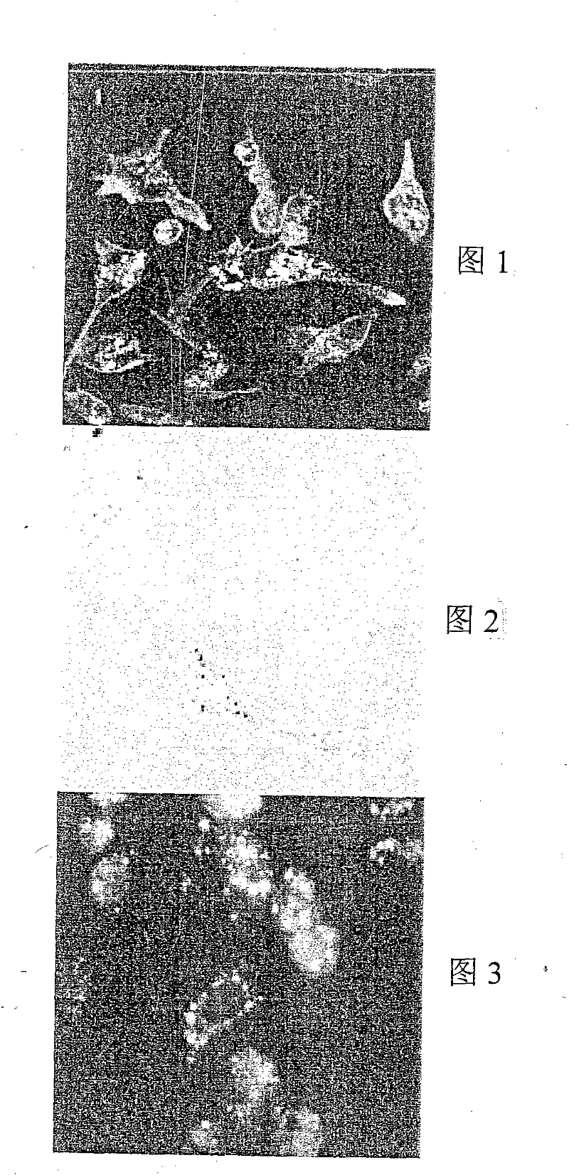 Tumor targeting polypeptide and preparation method thereof