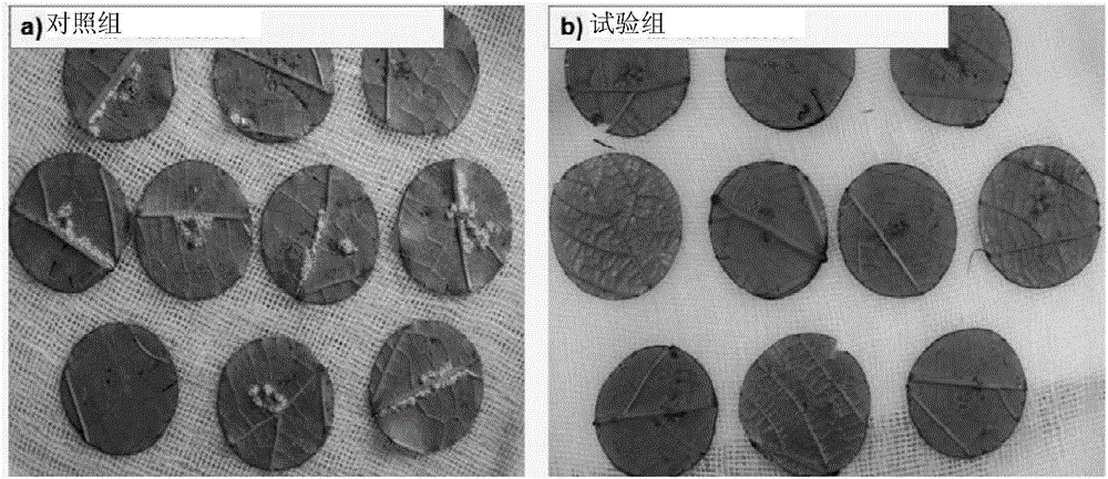 Bacillus amyloliquefaciens strain and applications thereof in inhibiting plasmopara viticola