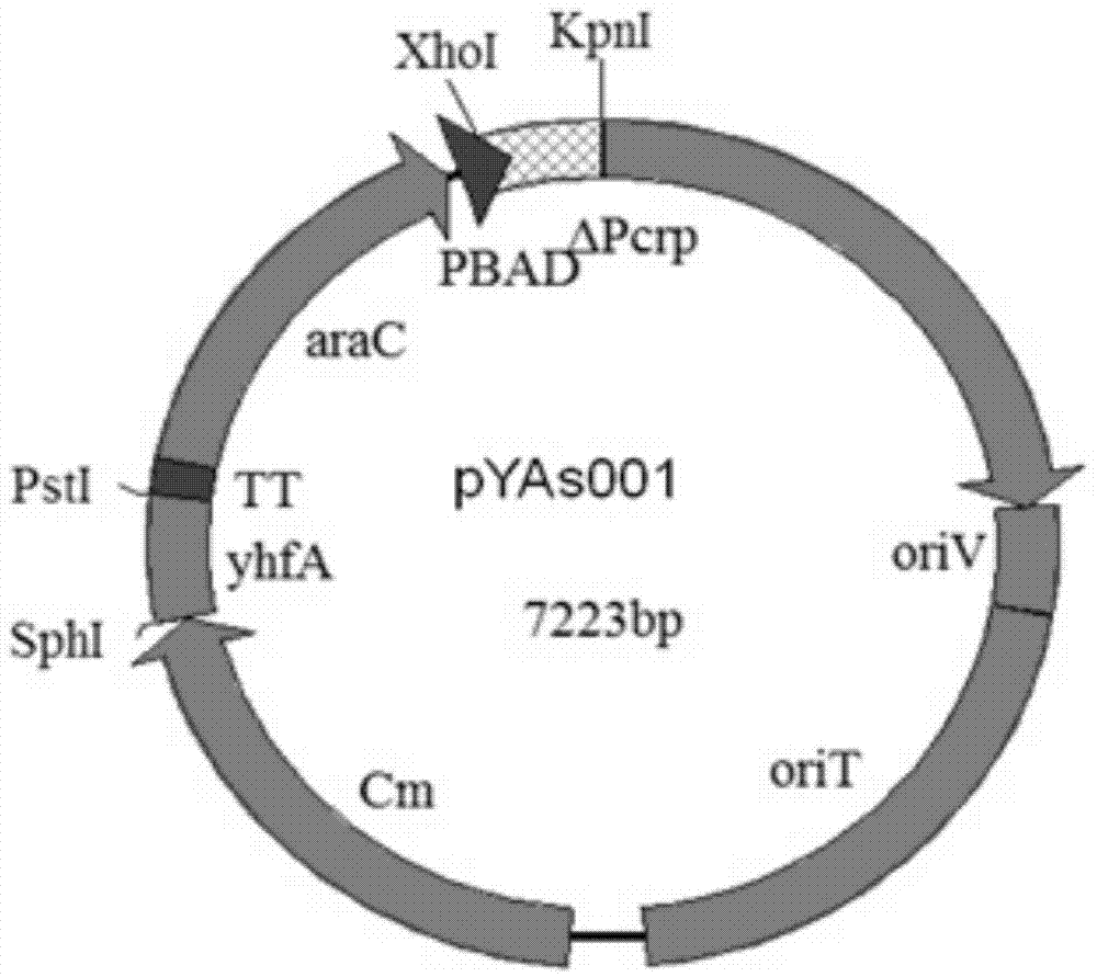 Construction method for delaying attenuation and increasing expression exogenous antigen salmonella suipestifer carrier through regulation and control of gene