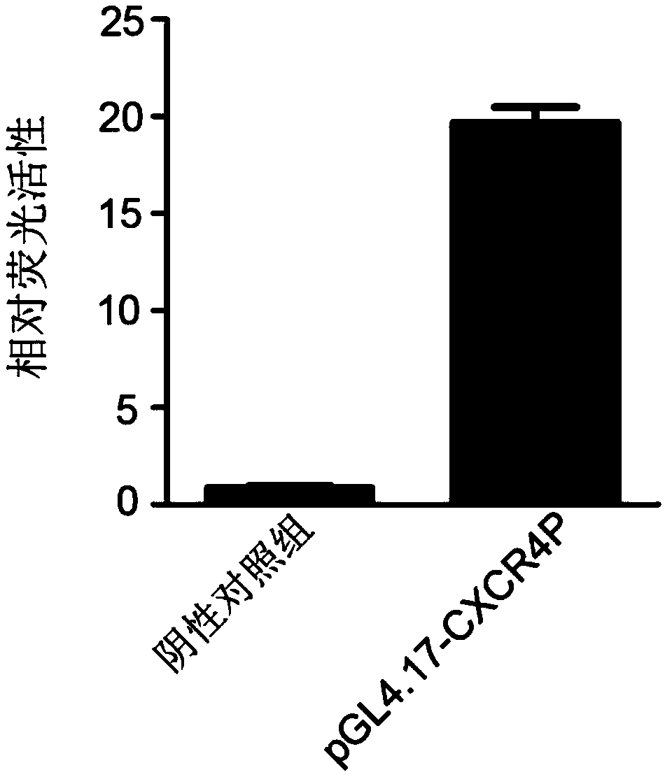 Method for screening stem cell homing promotion drugs, recombinant vector and cell strain