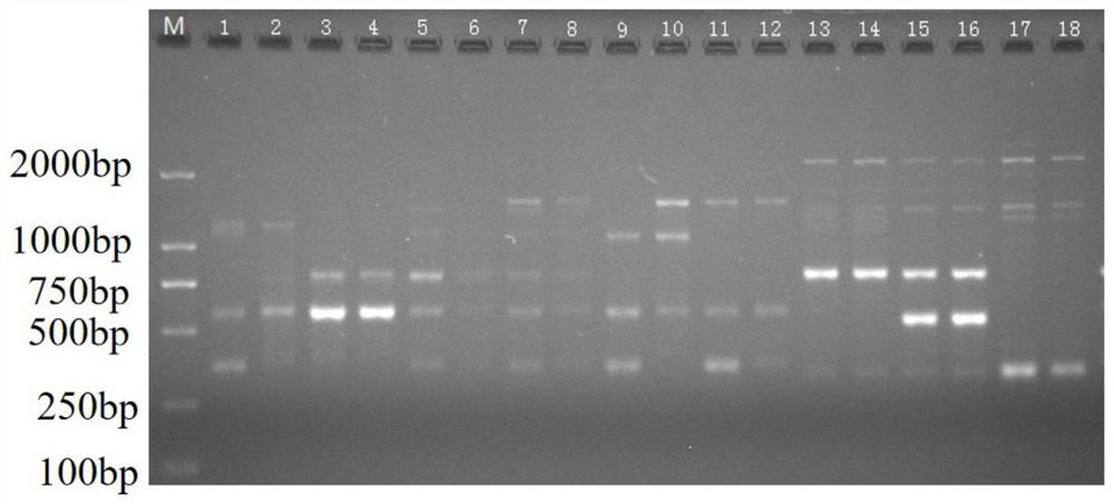 Molecular identification kit and identification method for rabdosia serra