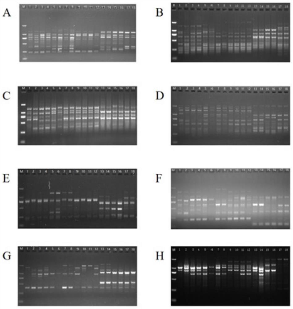 Molecular identification kit and identification method for rabdosia serra