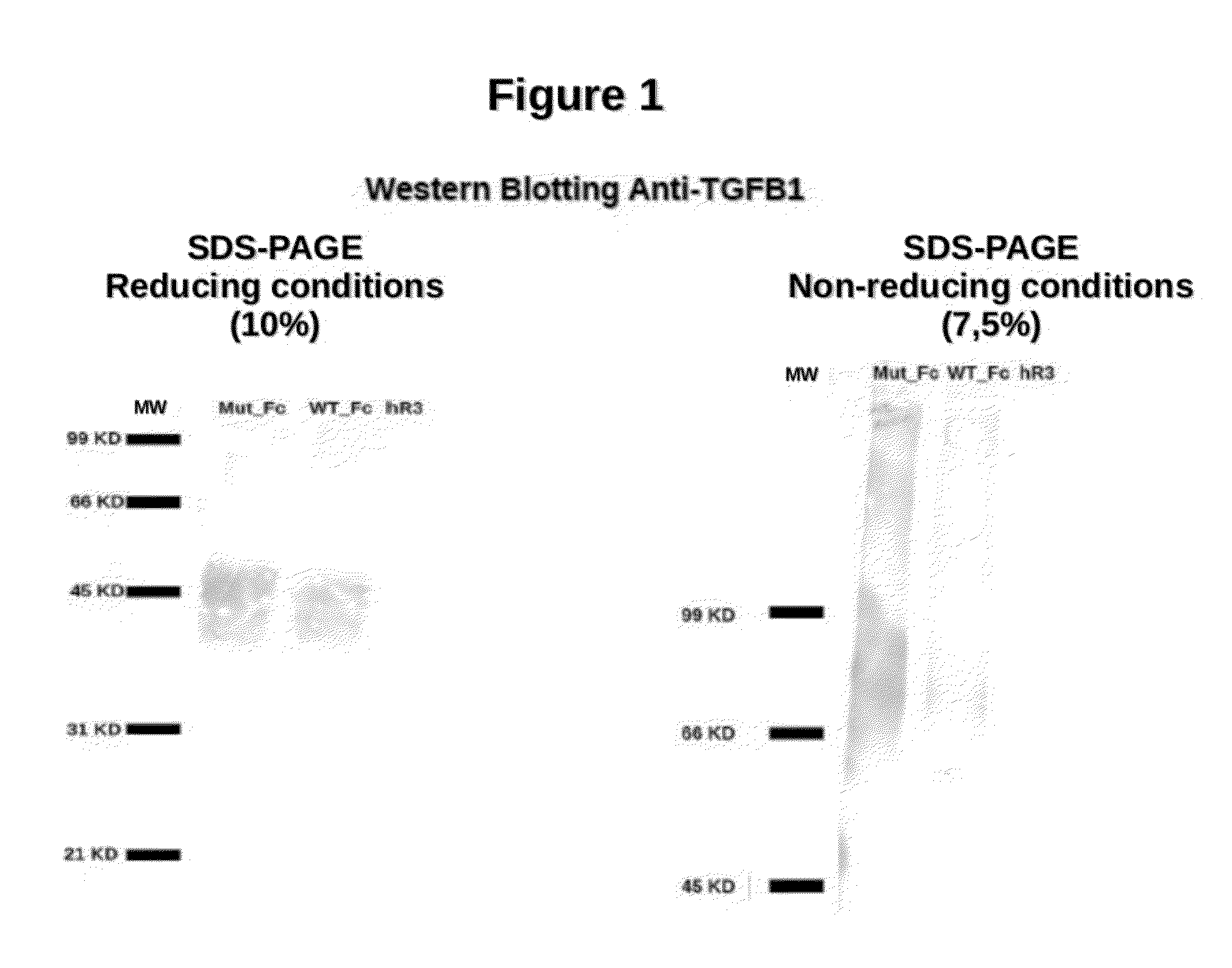 TGFBeta-derived polypeptides and uses thereof