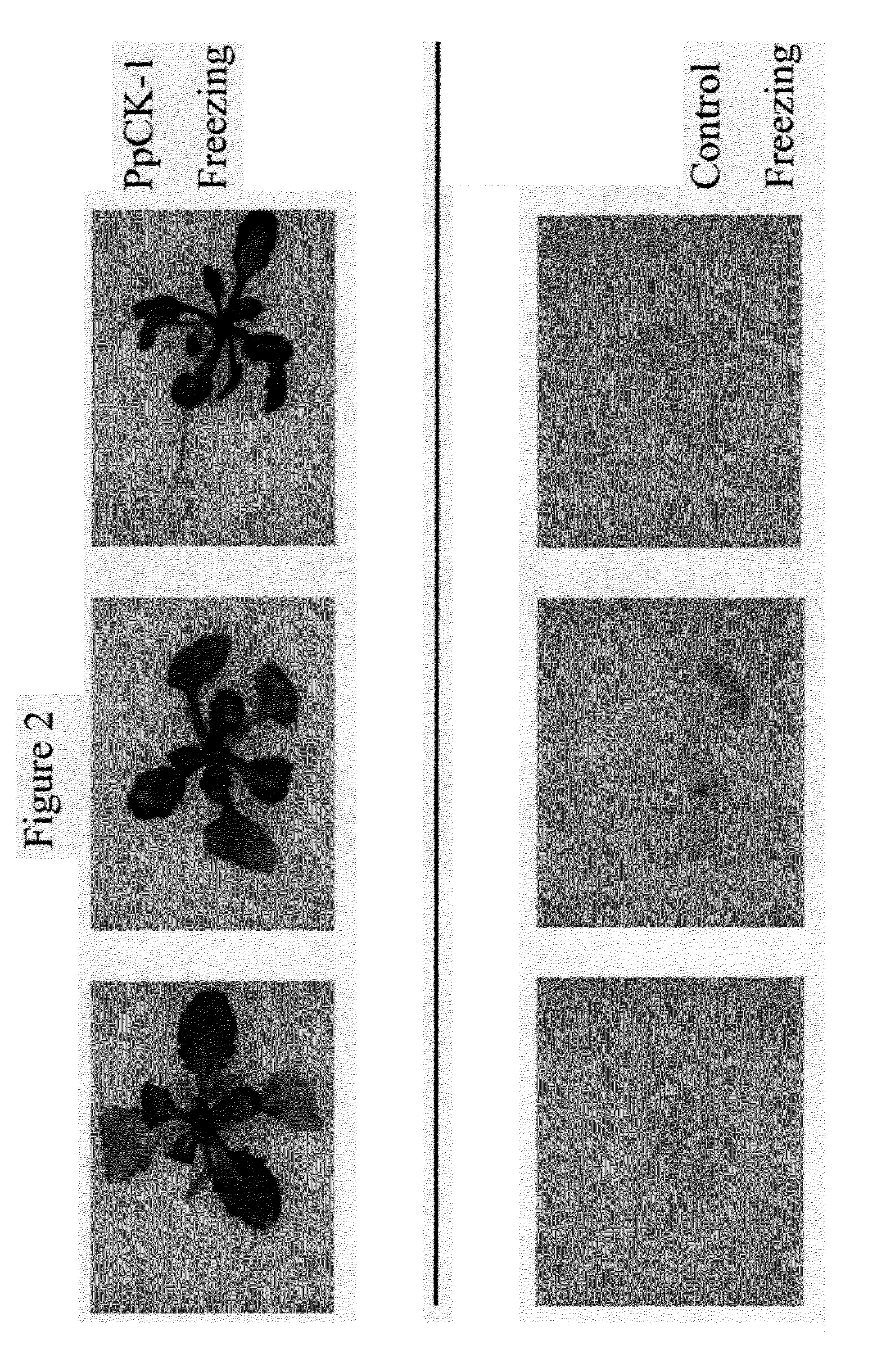 Casein kinase stress-related polypeptides and methods of use in plants