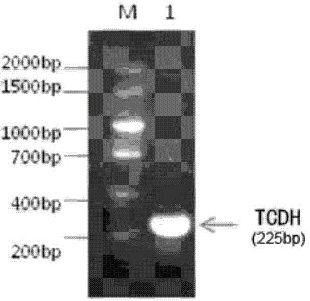 Diapause hormone fusion gene, fusion protein, preparation method and application