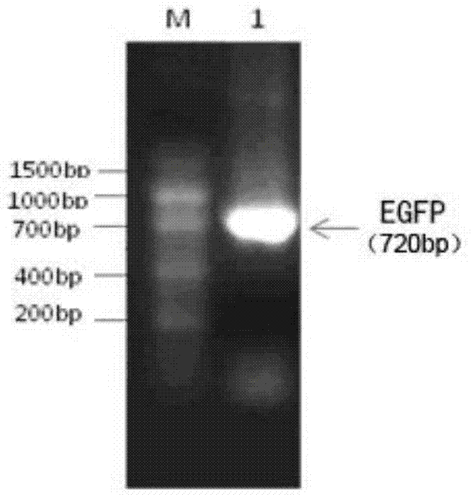 Diapause hormone fusion gene, fusion protein, preparation method and application