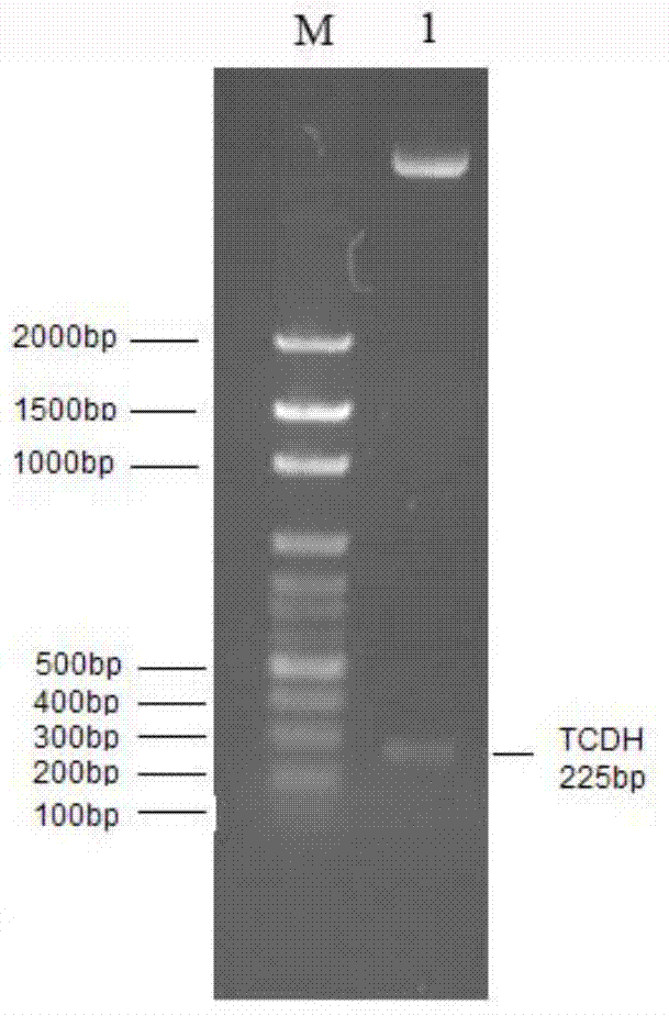 Diapause hormone fusion gene, fusion protein, preparation method and application