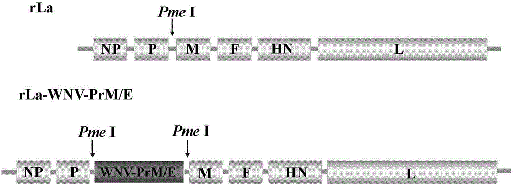 Recombinant Newcastle disease LaSota vaccine strain for expressing West Nile virus (WNV) PrM/E protein