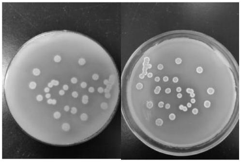 Streptomyces fradiae as well as application thereof in fermentation of tylosin