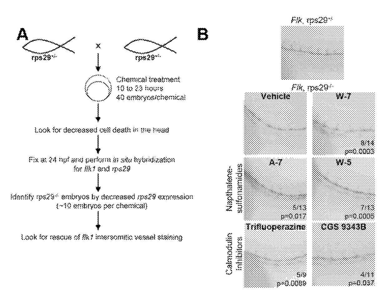 Calmodulin inhibitors for the treatment of ribosomal disorders and ribosomapathies