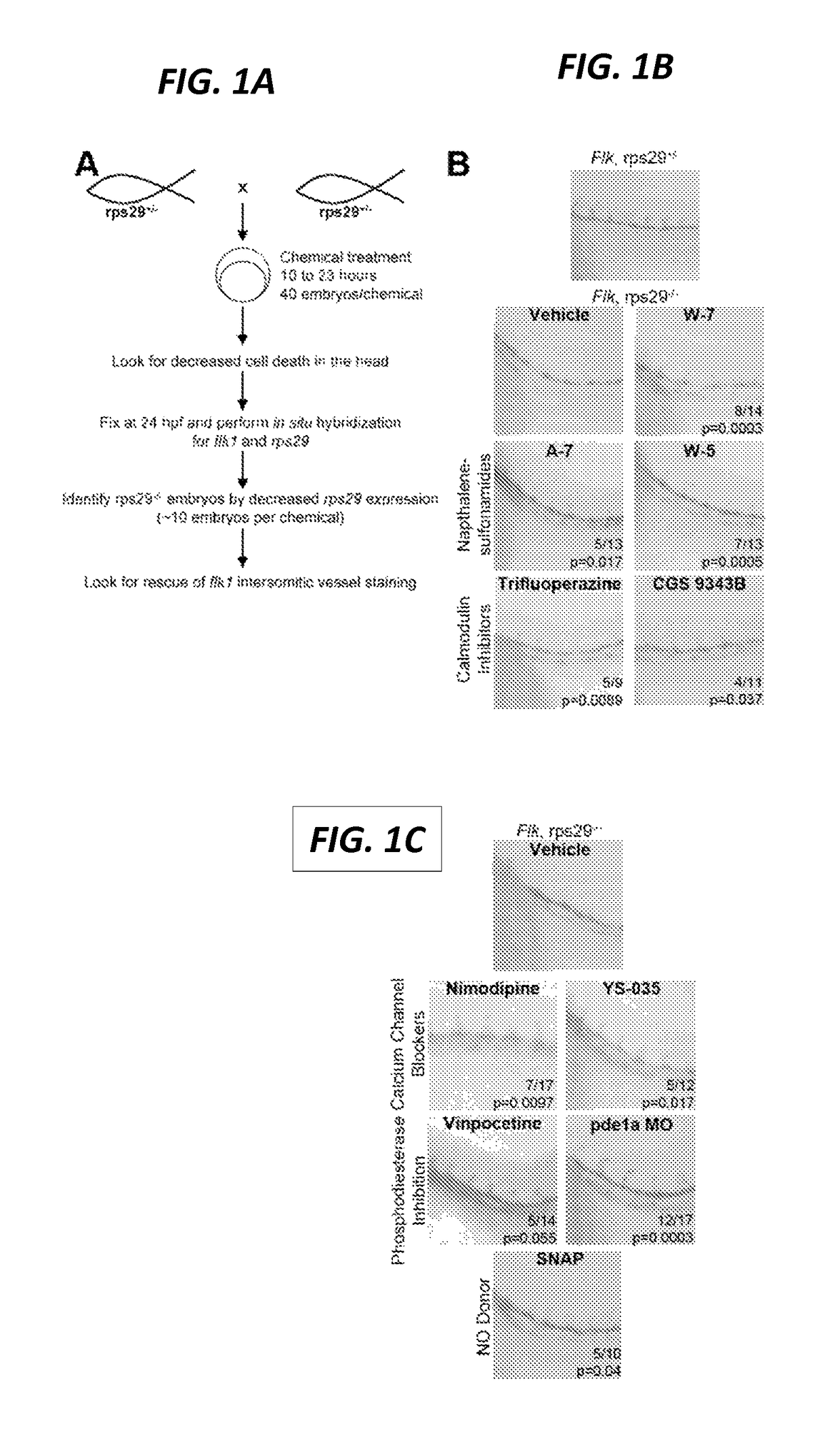 Calmodulin inhibitors for the treatment of ribosomal disorders and ribosomapathies