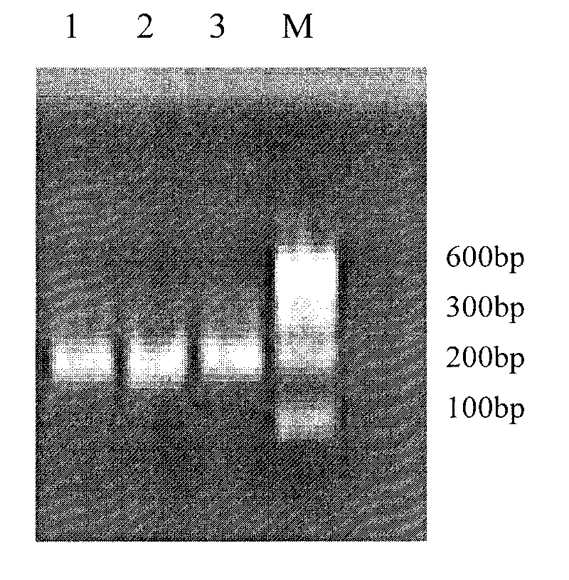 Method for rapidly detecting kinds of lactobacillus in fermented dairy product