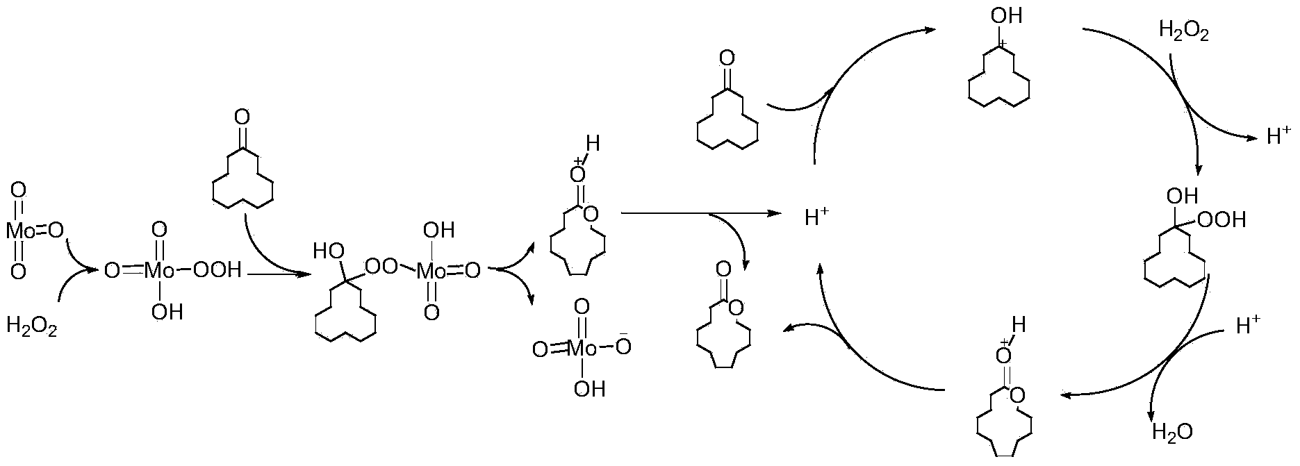 Method for synthesizing cyclododecalactone by catalytic oxidation of cyclododecanone
