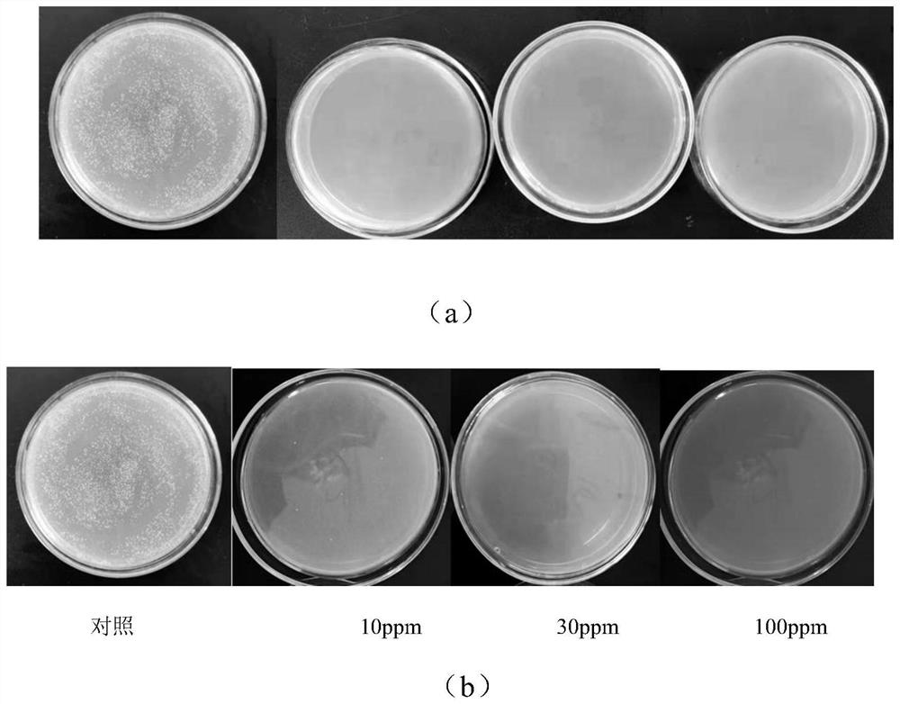 Application of guanidine polymer grafted with polyethyleneimine