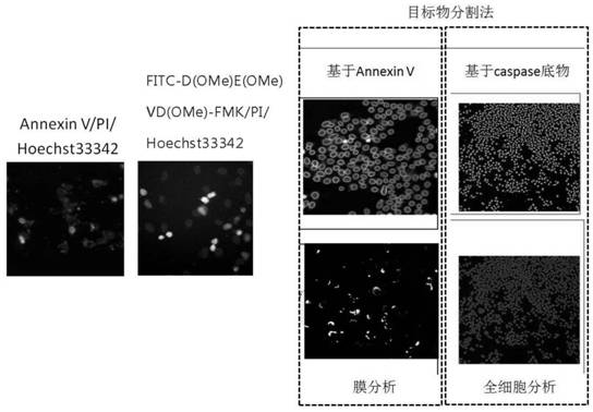 Apoptosis Detection Method and Apoptosis Detection Kit