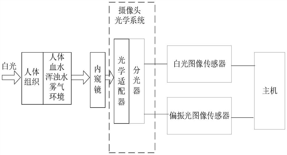 Polarized light endoscope device, camera, and camera optical system