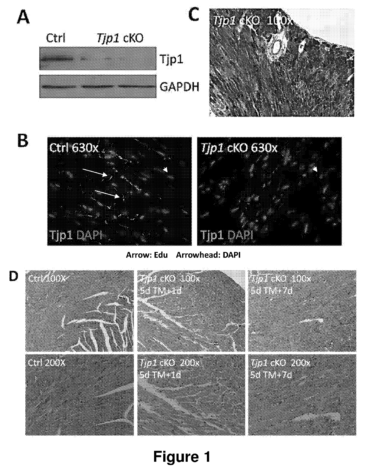Modulation of tjp1 expression to regulate regeneration of heart cells