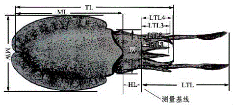 Method for discriminating male and female sepiella maindroni