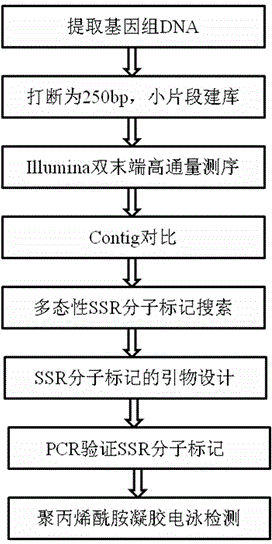 Method for developing genome simple sequence repeats (SSR) molecular marker