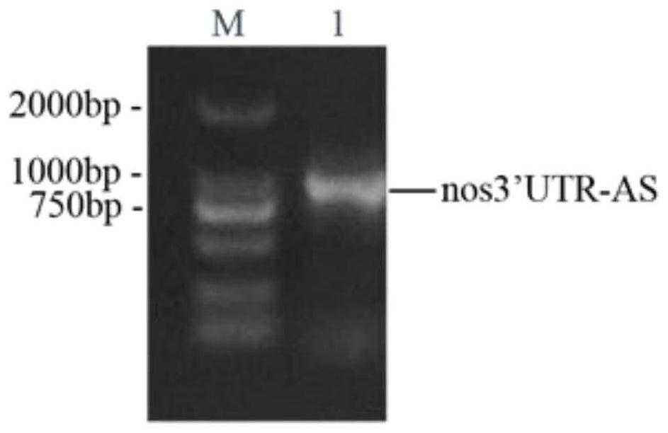 Construction of a protein tag vector and its expression and detection method