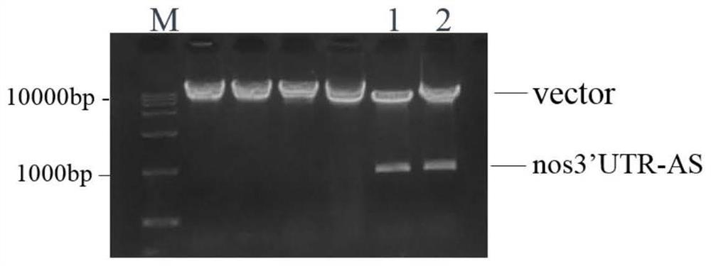 Construction of a protein tag vector and its expression and detection method