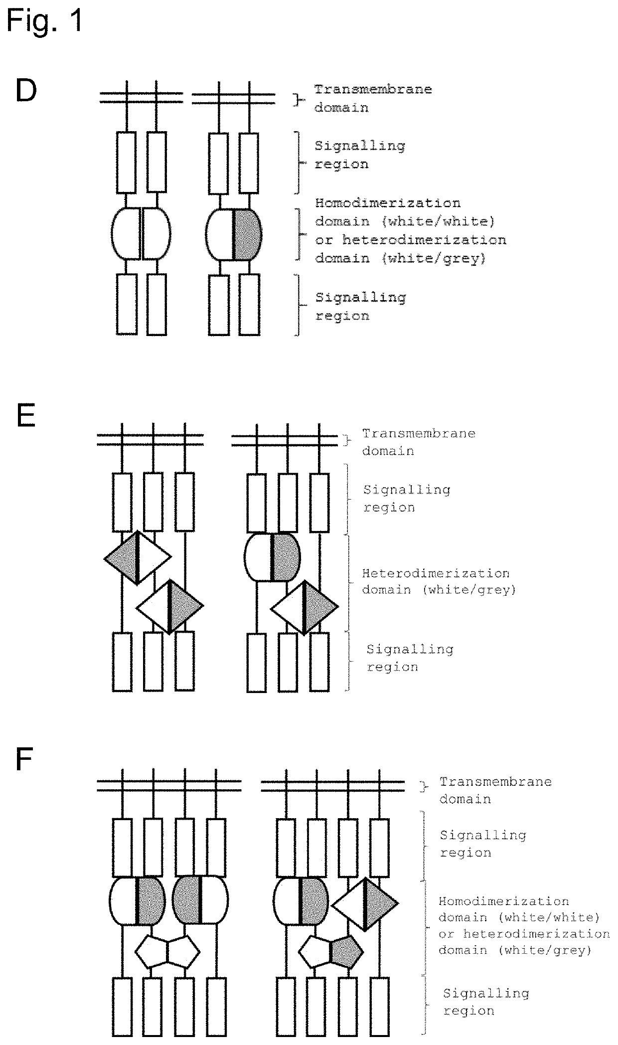 A group of chimeric antigen receptors (CARS)