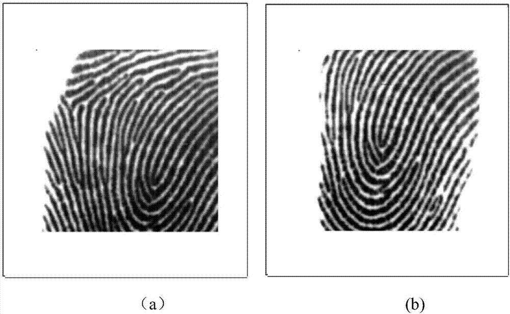 Fingerprint image splicing method based on regression line characteristic and TPS deformation model