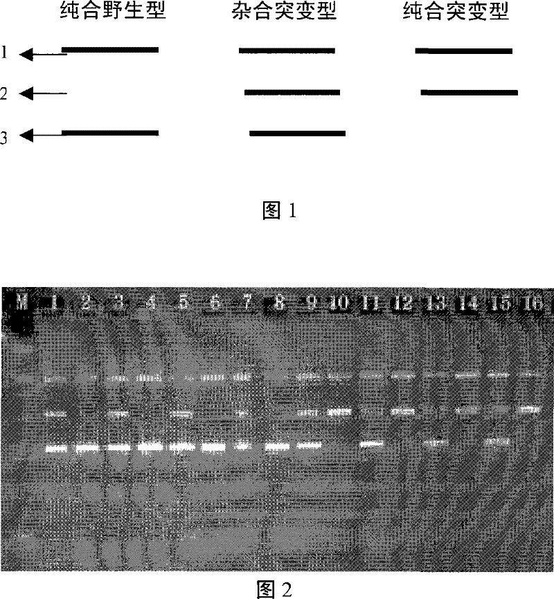 Primer, application and kit for detecting polymorphic site of sulfonylurea receptor 1 gene