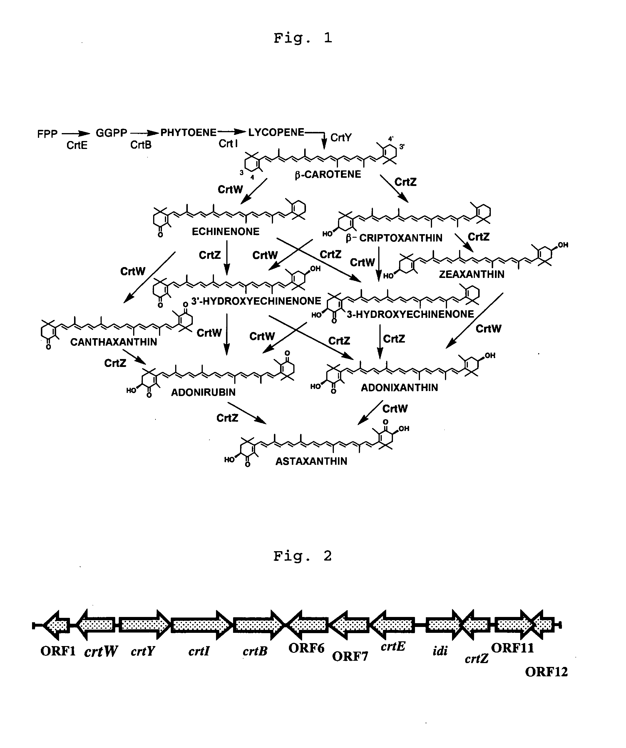 Method of Producing Astaxanthin or Metabolic Product Thereof by Using Carotenoid Ketolase and Carotenoid Hydroxylase Genes