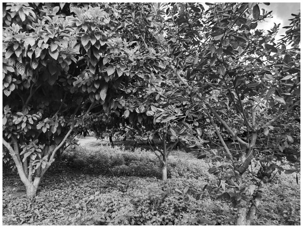 Cultivation method for interplanting malus baccata fruits and rhodomyrtus tomentosa