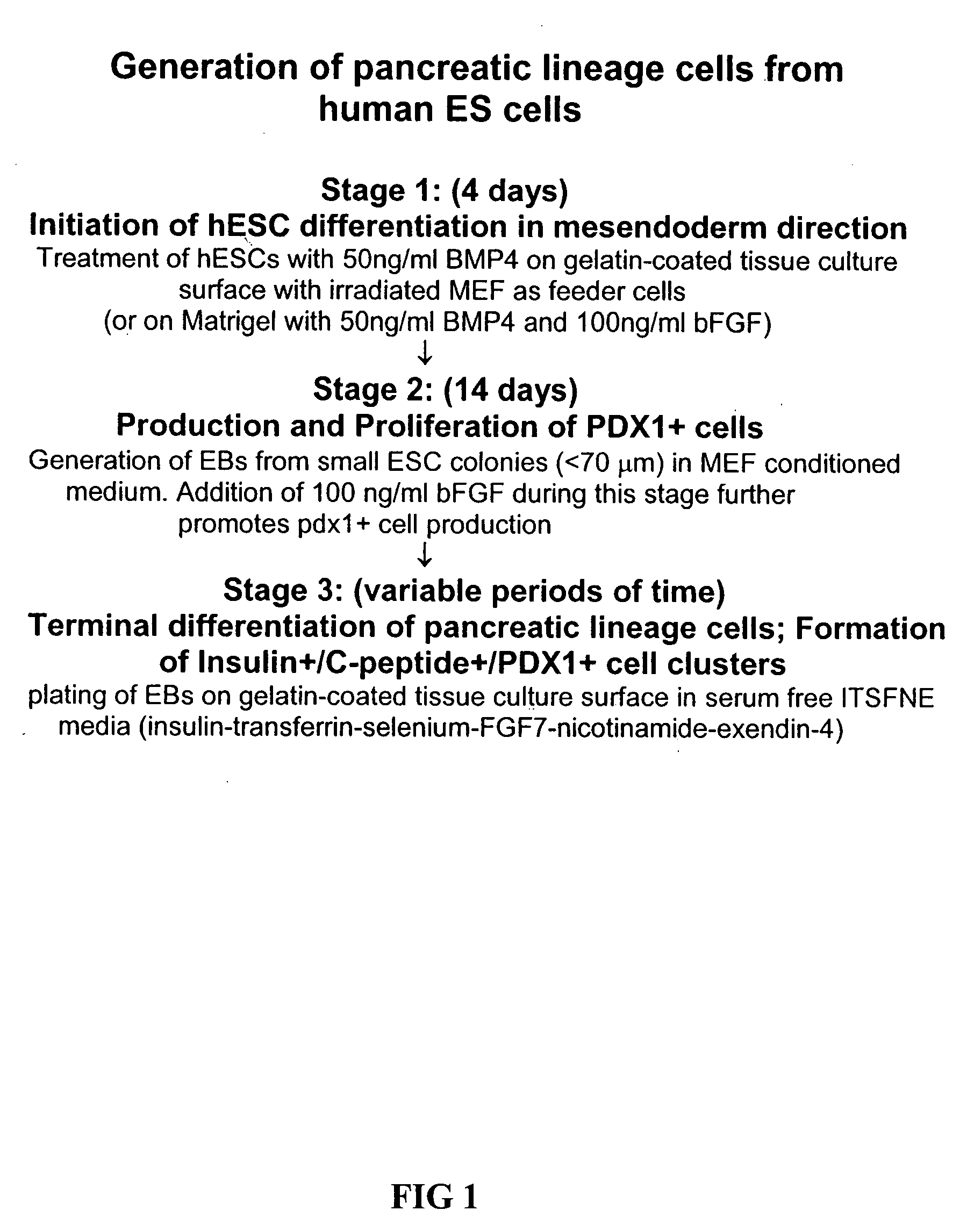 Method of differentiating stem cells into cells of the endoderm and pancreatic lineage
