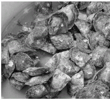 Breeding method of pinctada martensi black-shell strain for sea pearl cultivation