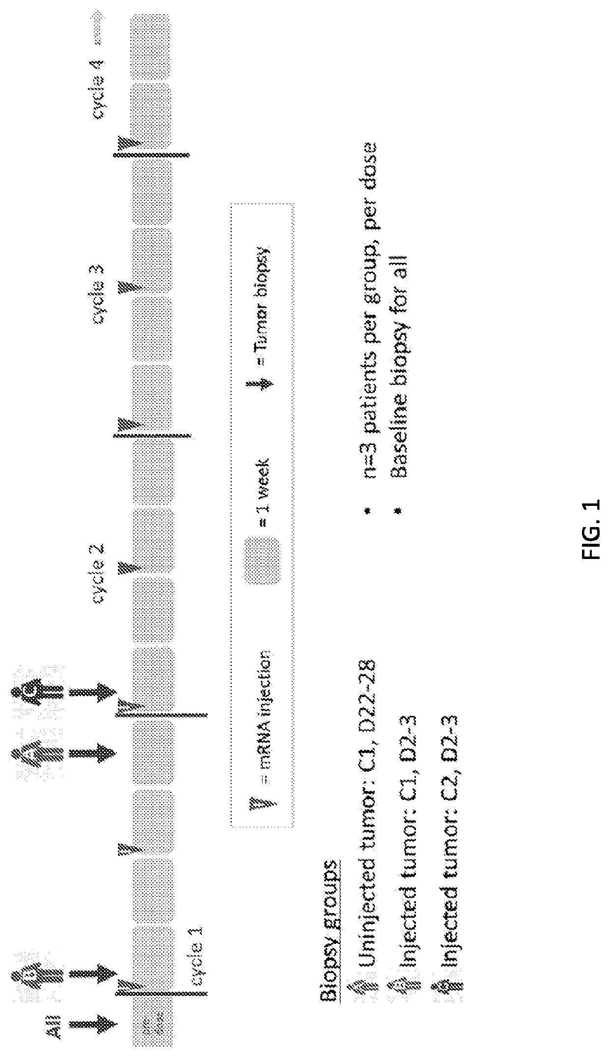 Use of mRNA encoding ox40l to treat cancer in human patients