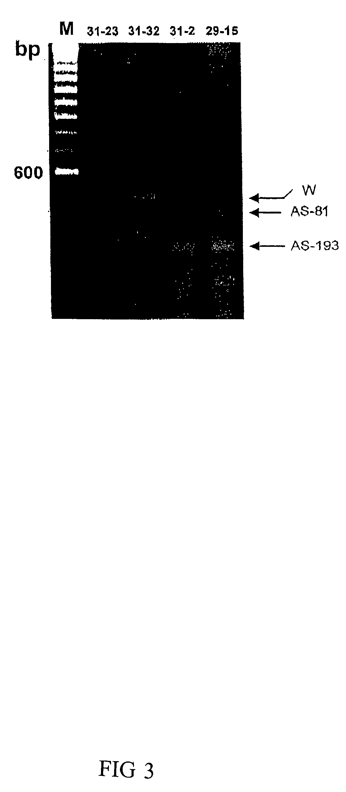 Genetic test for PSE-susceptible turkeys